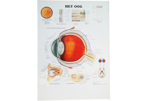 Impressions du système oculaire schématique