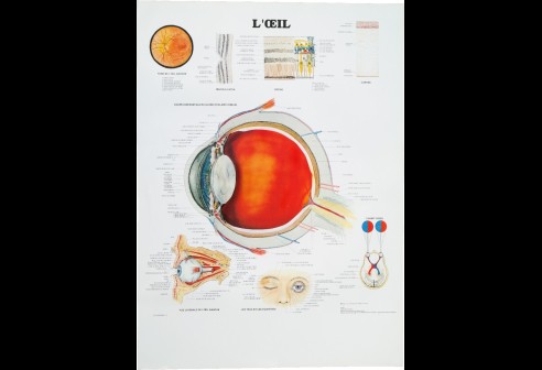 Impressions du système oculaire schématique