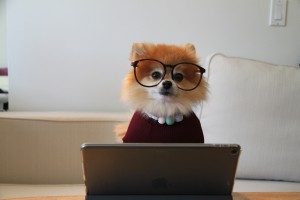 cookie-the-pom-siNDDi9RpVY-unsplash
