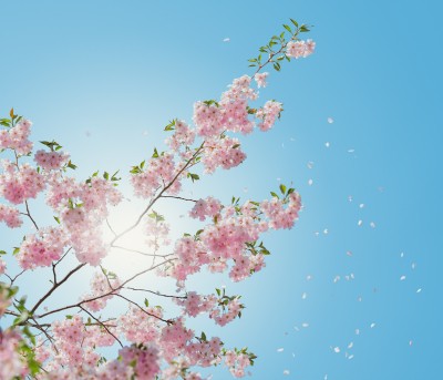 banner klein  voorjaar.jpg