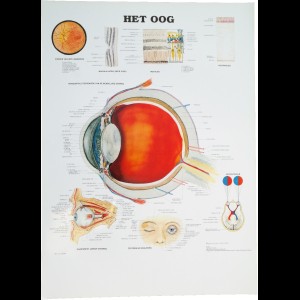 Poster van oogstelsel
